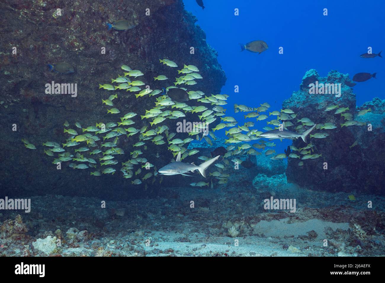 Jeunes requins gris de récif, Carcharhinus amblyrhynchos, et vivaneau ou taapon à bleuets, Lutjanus kasmira, scolarité sous arc de lave, Kona, Hawaii, États-Unis Banque D'Images