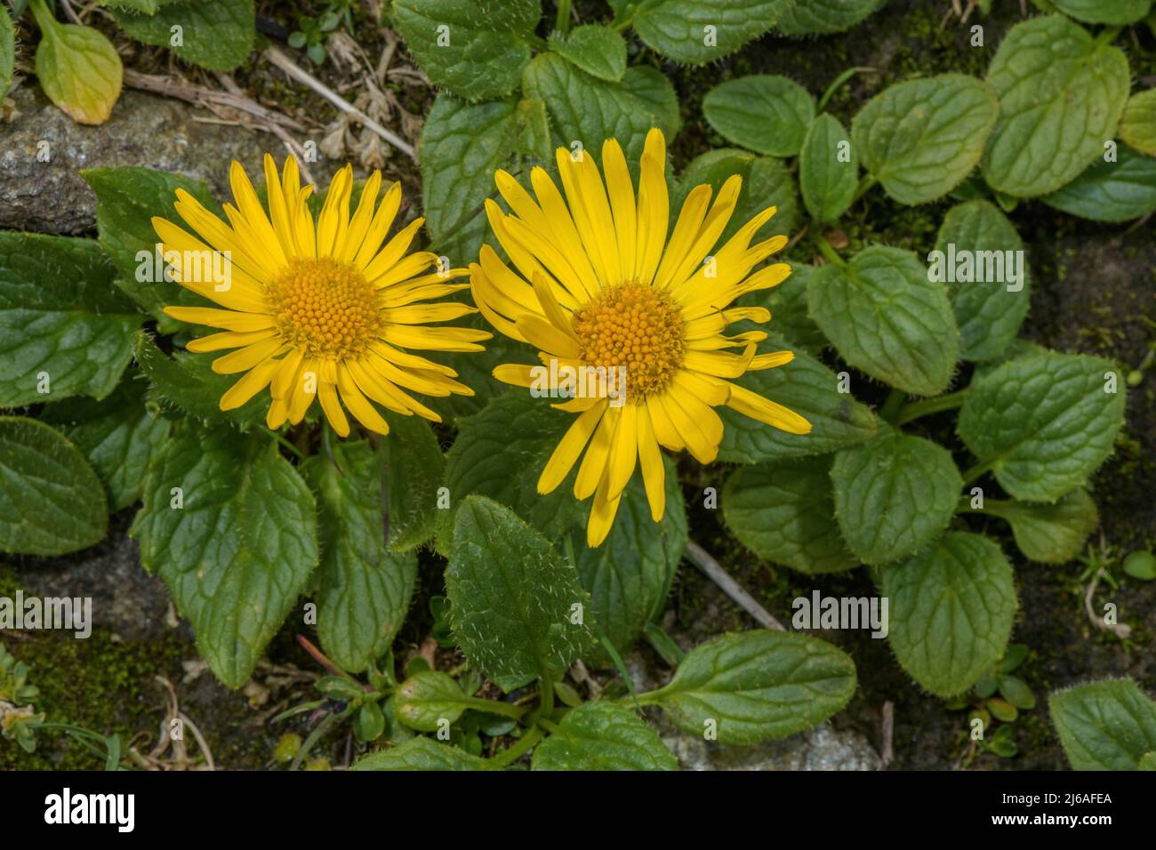 Doronicum clusii, figé de léopard, en fleur dans les Alpes autrichiennes. Banque D'Images