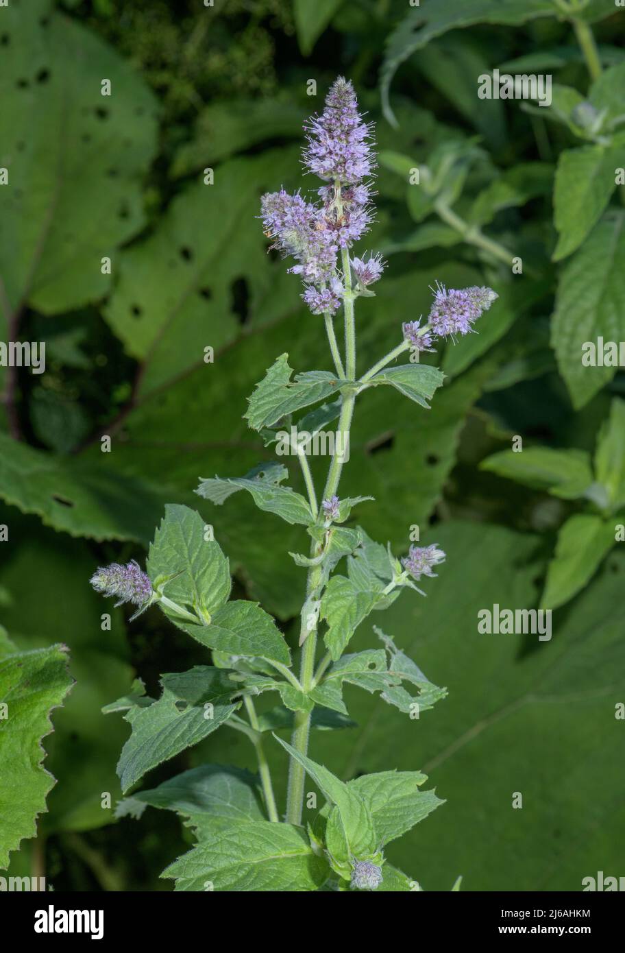 Menthe de cheval, Mentha longifolia, en fleur en éclaircissement humide. Banque D'Images