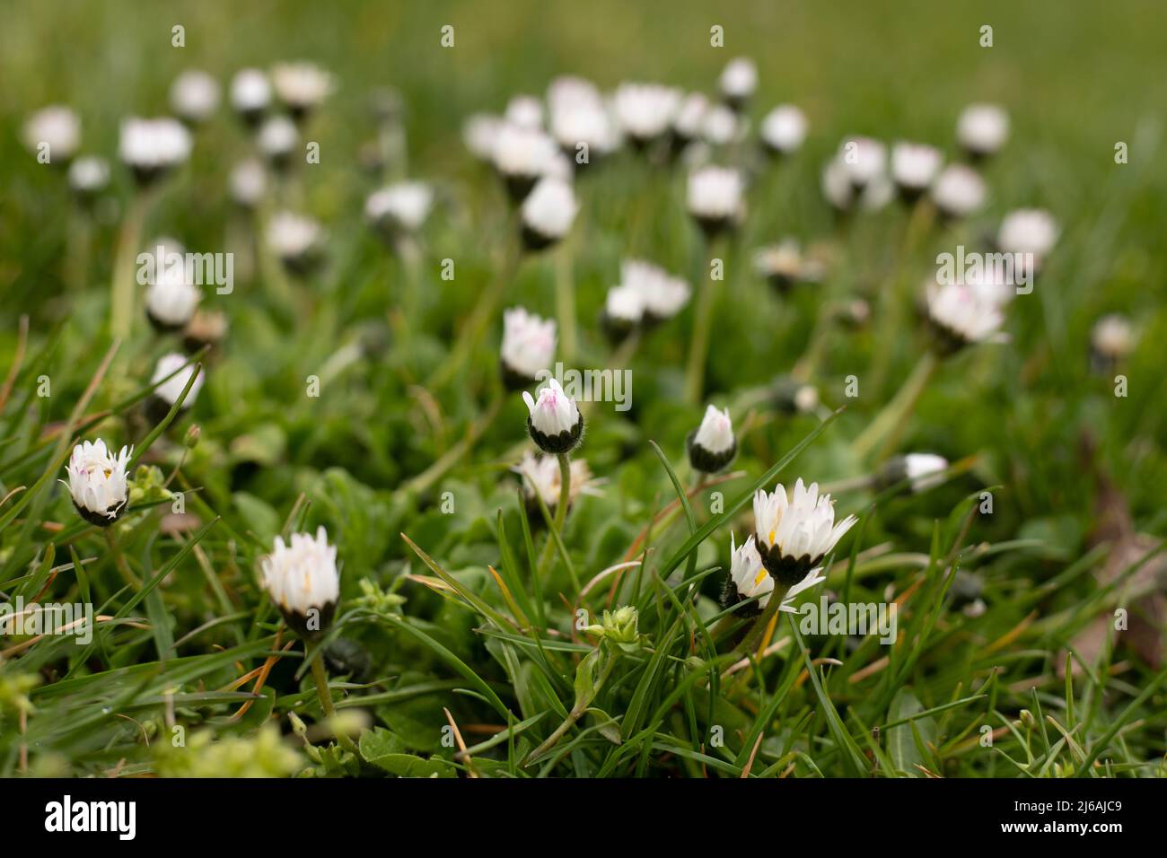 Petites fleurs blanches de printemps dans la prairie dans l'herbe Banque D'Images