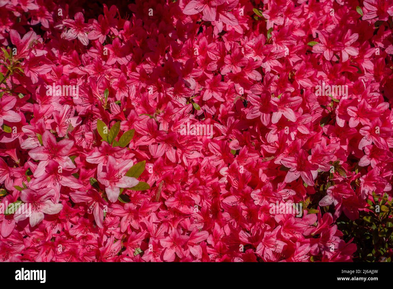 Rose,Rhododendron,Azalea,Bush,fleur pleine,printemps,Sussex,Angleterre Banque D'Images