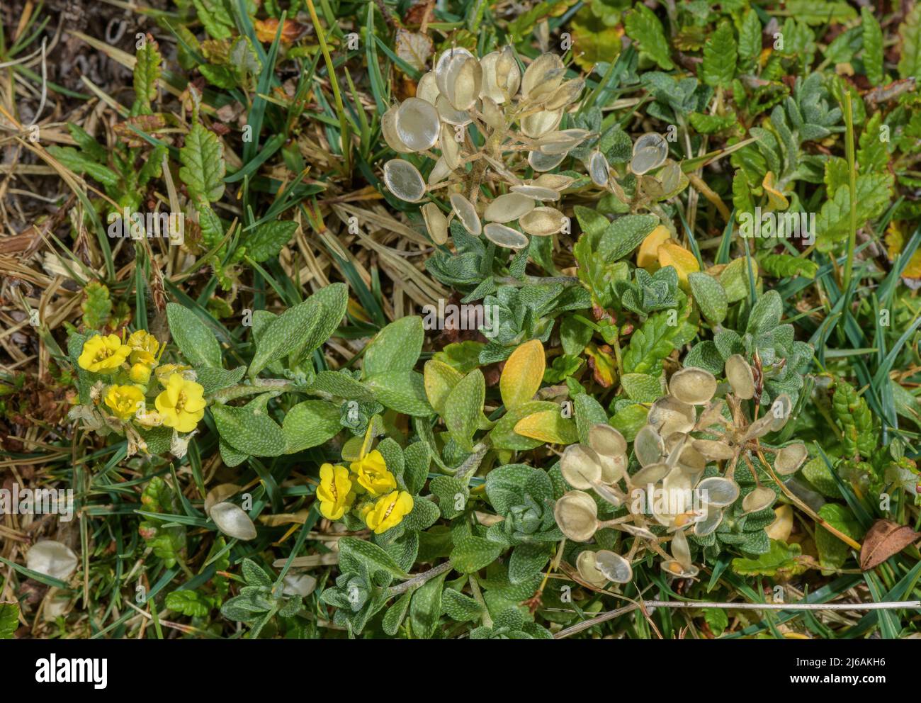 Alyssum de Wulfen, Alyssum wulfenianum en fleurs et fruits, en gazon calcaire; montagnes Karawanken. Banque D'Images