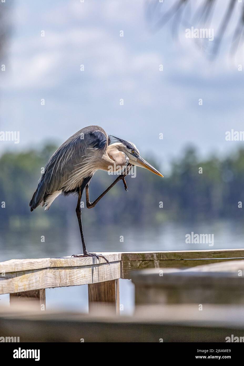 Un grand héron bleu se prêtant le long de la promenade à Circle B Bar Reserve à Lakeland, Floride Banque D'Images