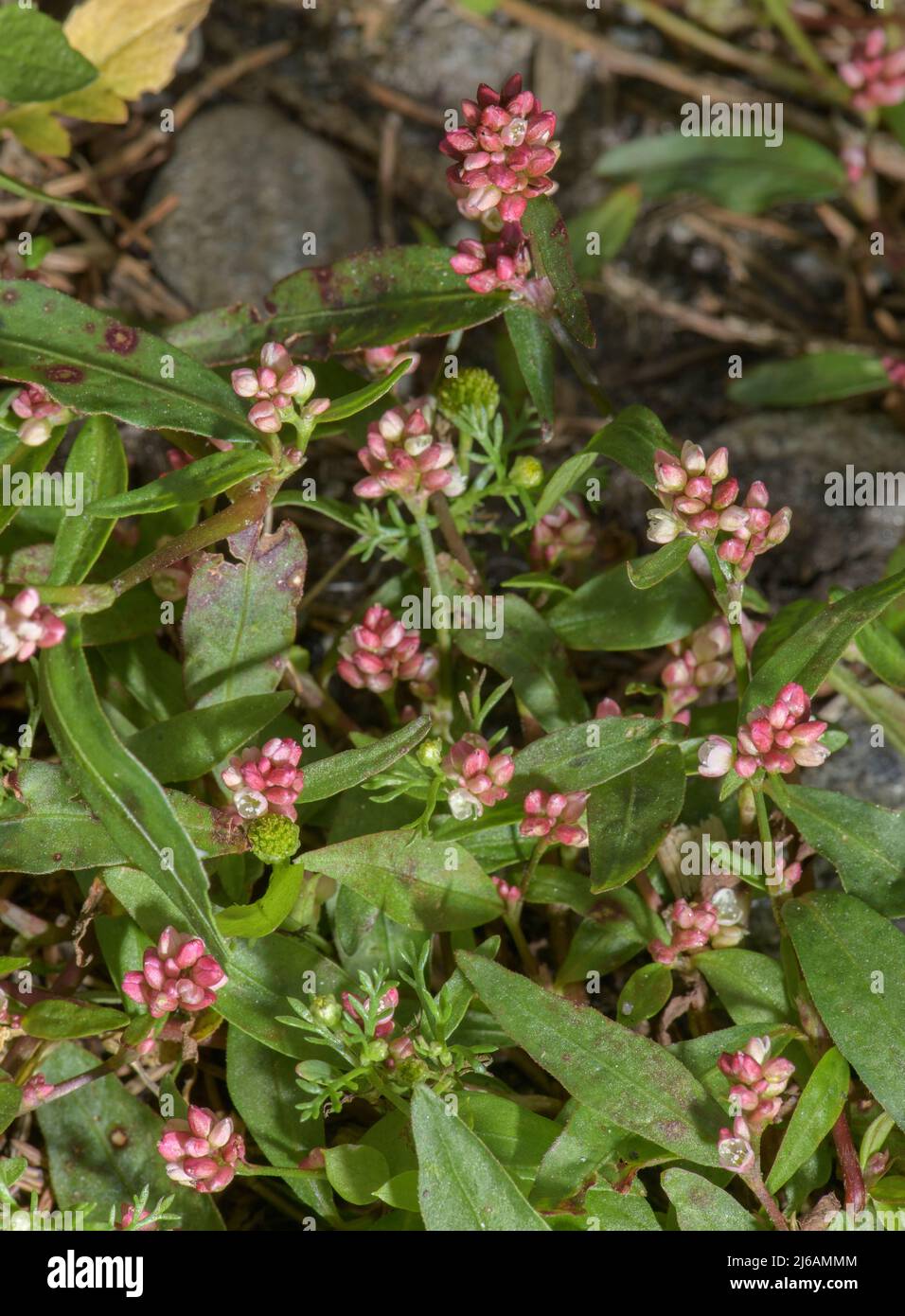 Redshank, Persicaria maculosa, en fleur sur le sol de déchets. Banque D'Images