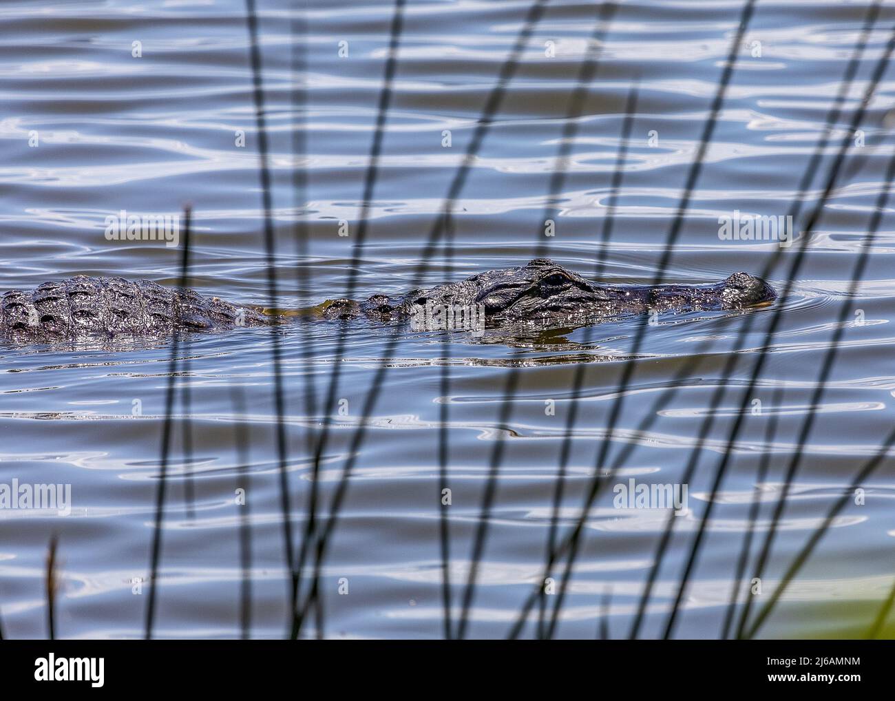 Alligator nageant le long de la rive du lac Hancock à Lakeland, Floride Banque D'Images