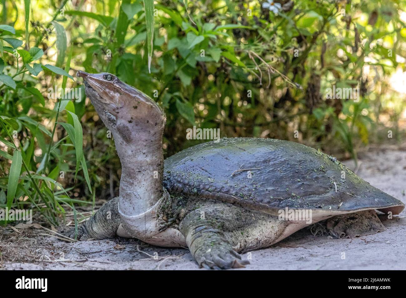 Tortue molle de Floride à la recherche d'un endroit pour pondre ses œufs Banque D'Images