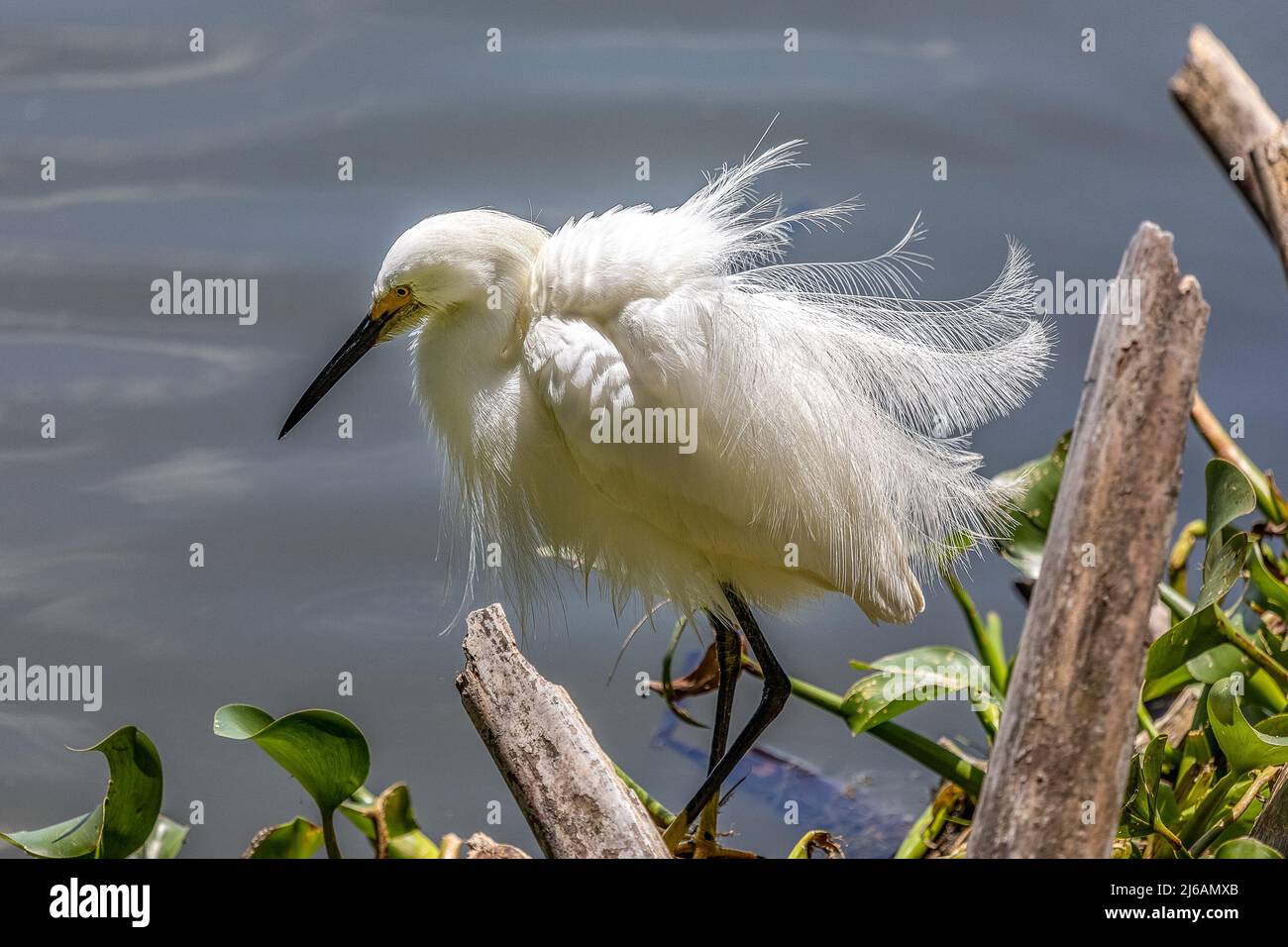 Magnifique Egret de neige qui secoue ses plumes au lac Hancock Banque D'Images