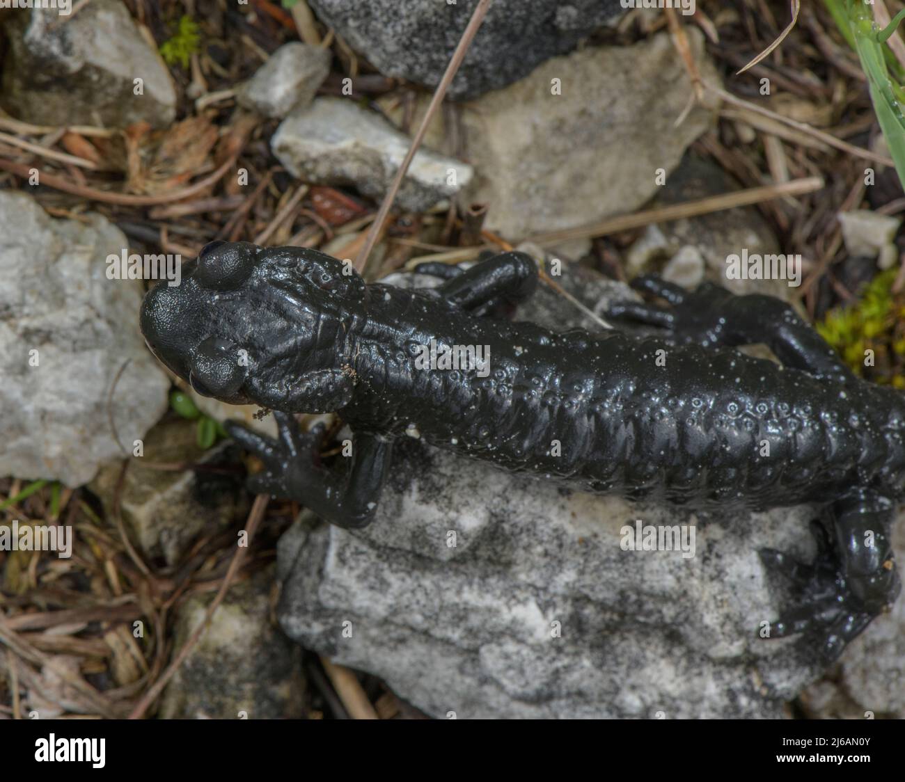 Salamandre alpin, Salamandra sur le cri de dolomite dans les Dolomites. Banque D'Images