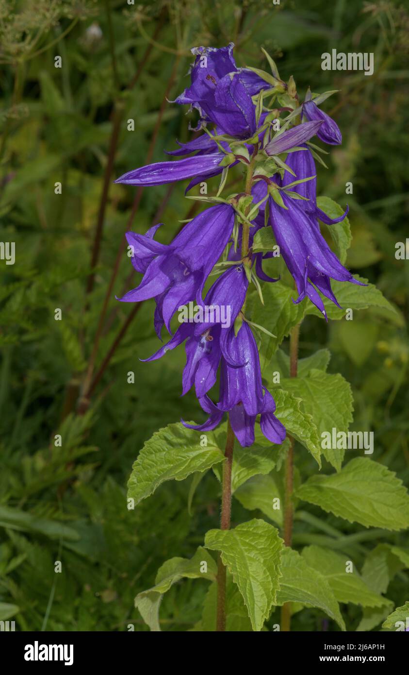 bellflower géant, Campanula latifolia en fleur sur la marge des bois. Banque D'Images