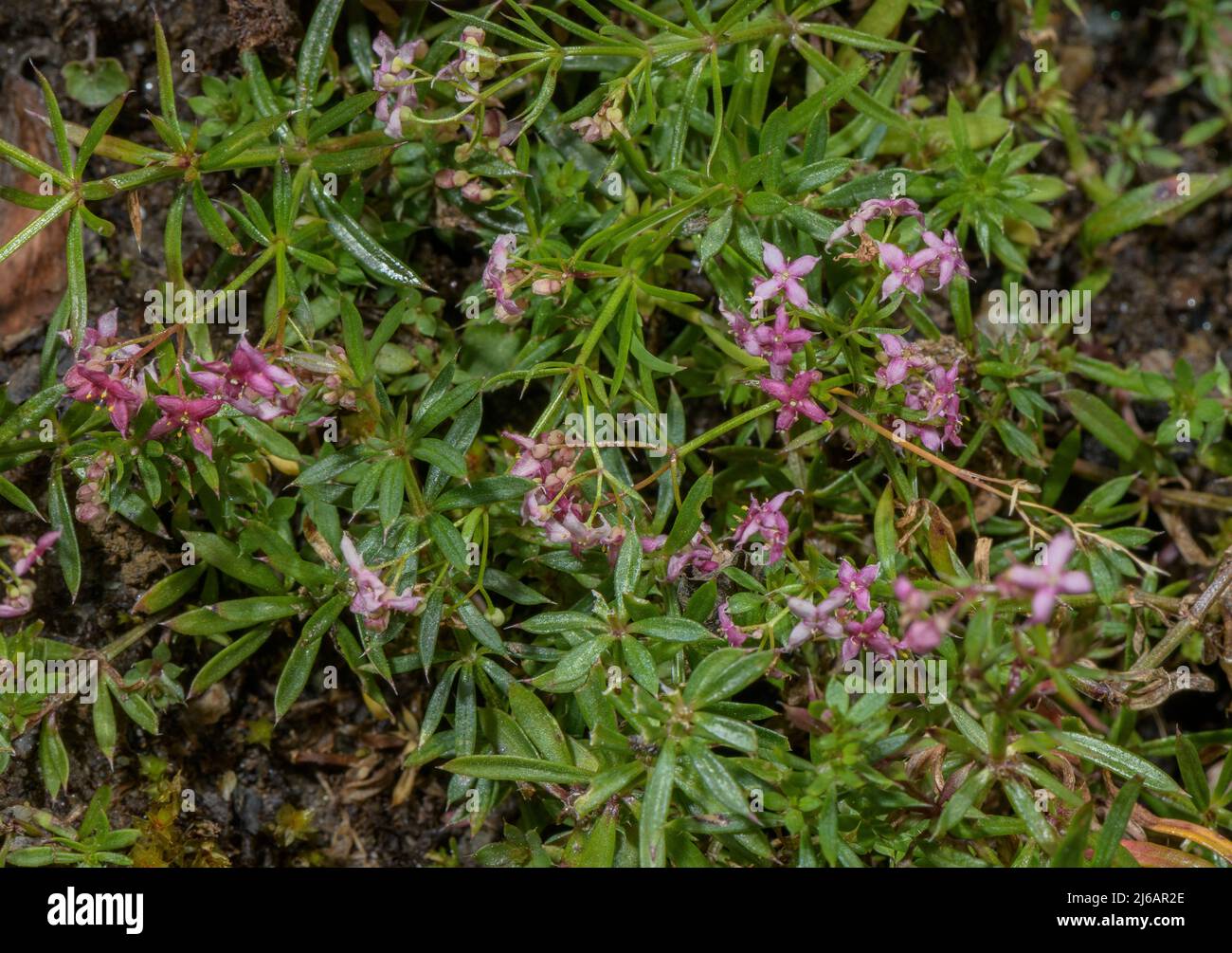 Paille de lit rougeâtre, Galium rubrum en fleur dans les Alpes suisses. Banque D'Images