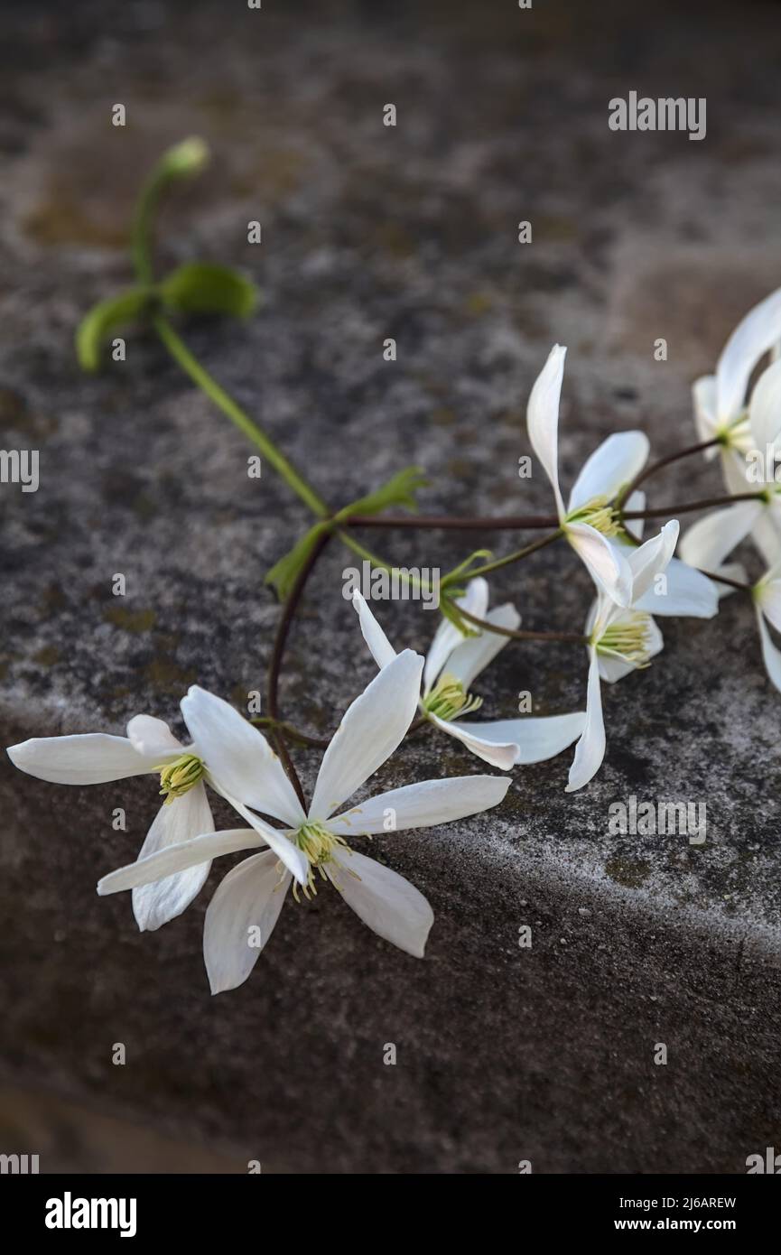 Branche de Jasmine en fleur sur un mur en béton Banque D'Images