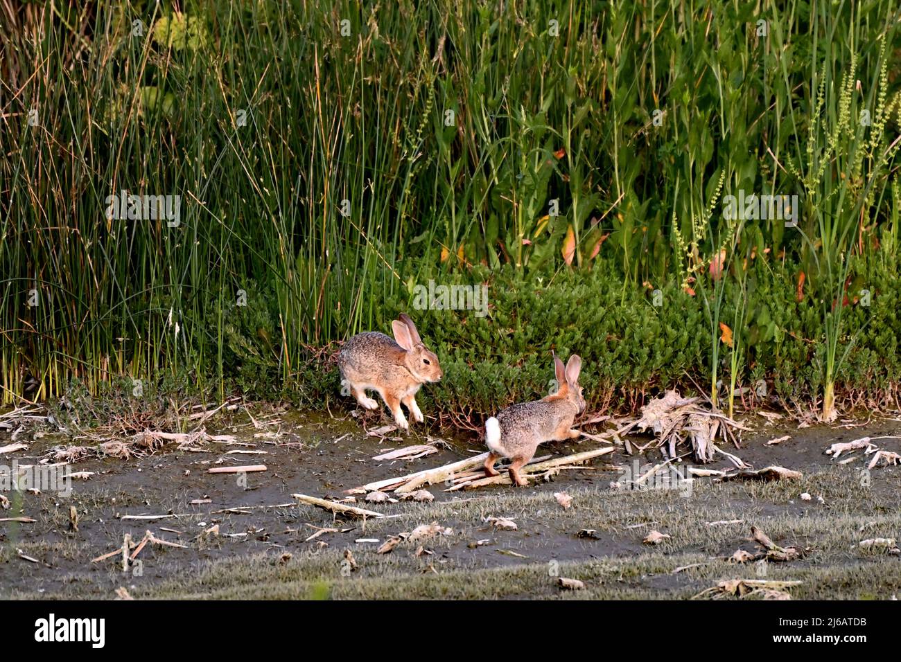 Le lapin à queue noire - Lepus californicus Banque D'Images