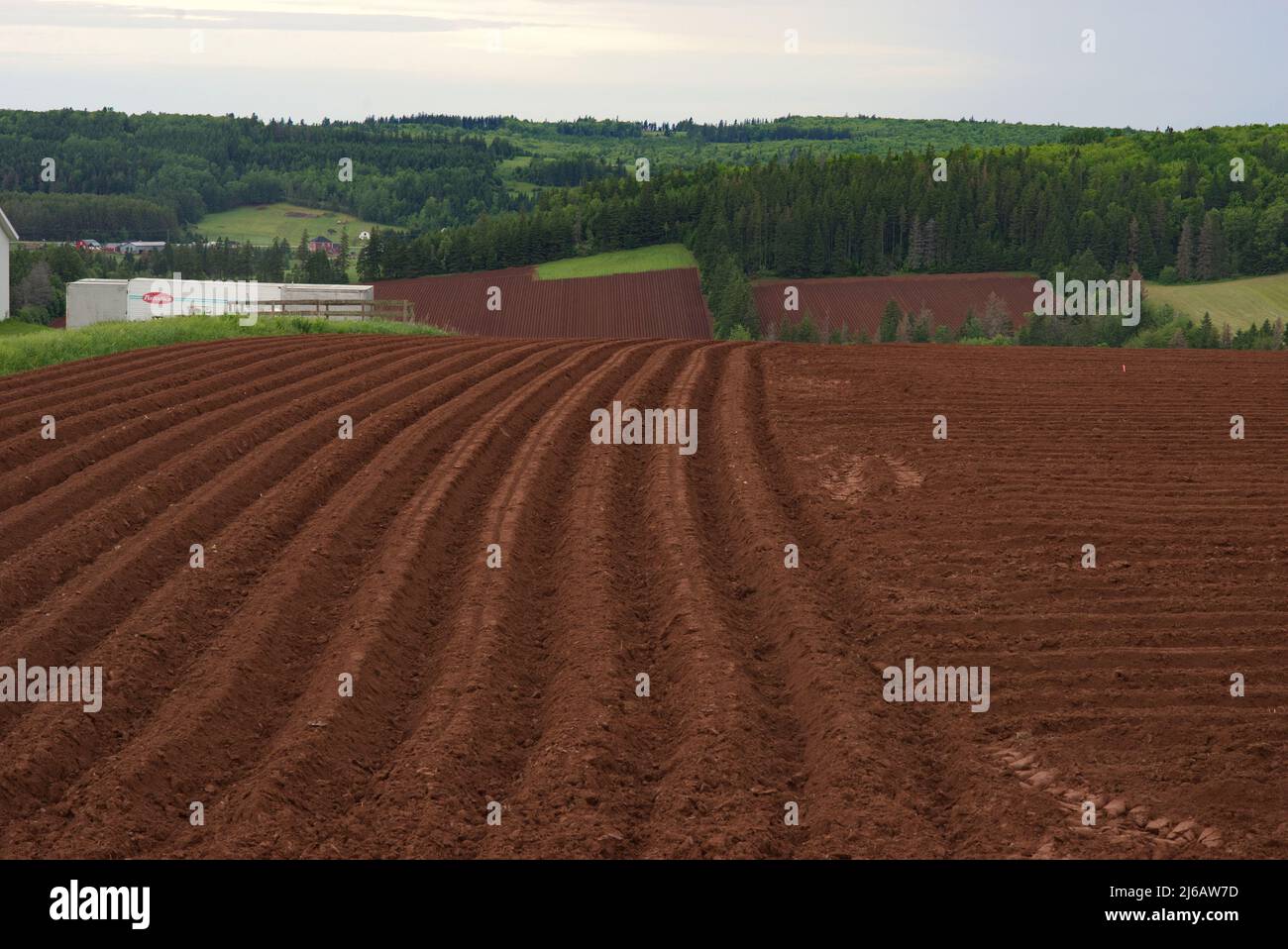 Le sol brun rougeâtre de l'Île-du-Prince-Édouard est exposé dans ce champ récemment labouré. Banque D'Images