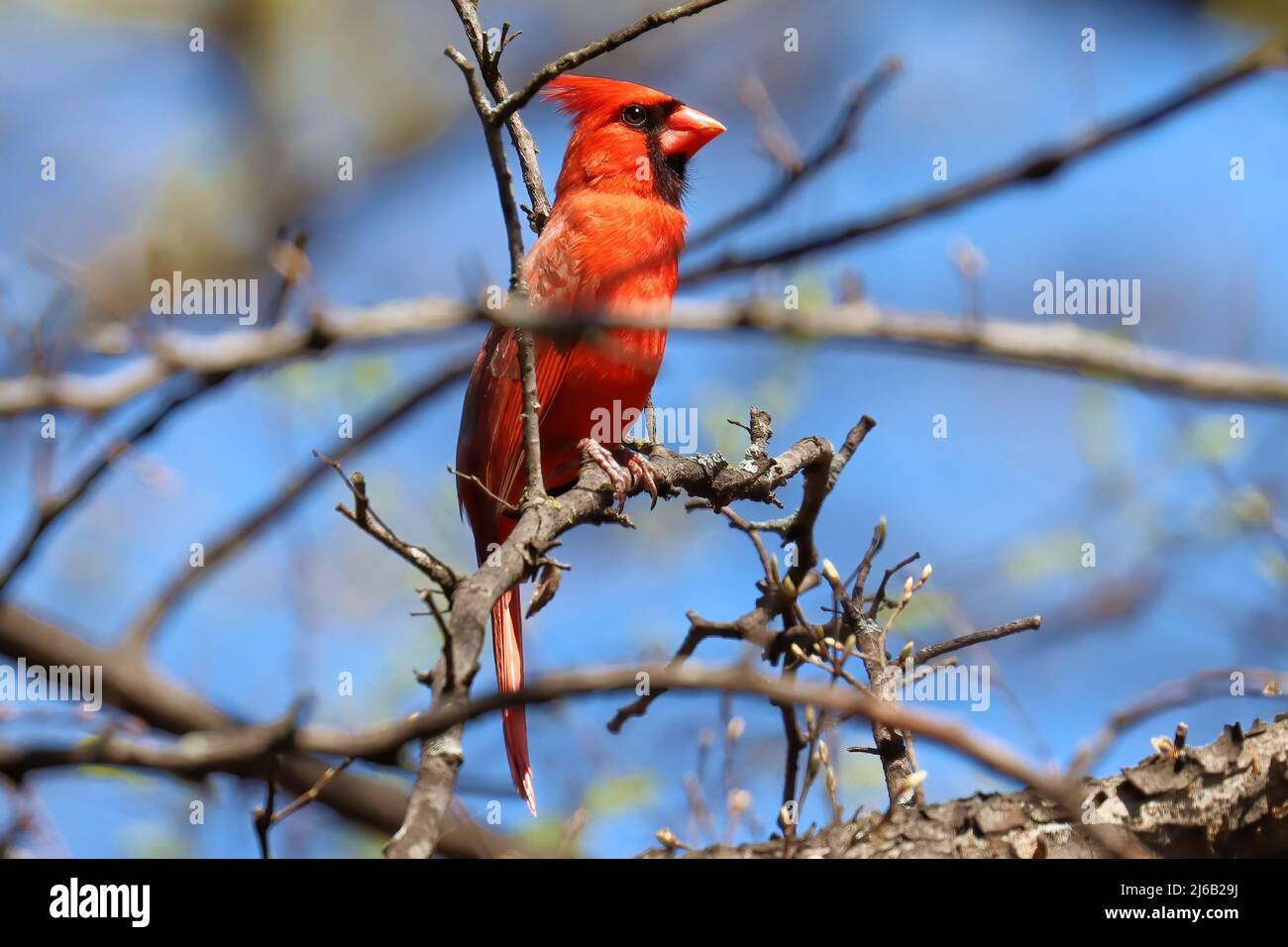 Cardinal de l'est du Texas Banque D'Images