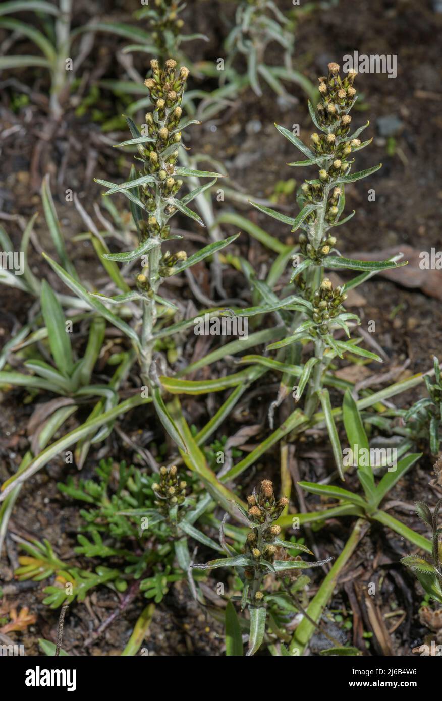 Le petit-tweed des Highlands, Omalotheca norvegica, en fleur dans les montagnes. Banque D'Images