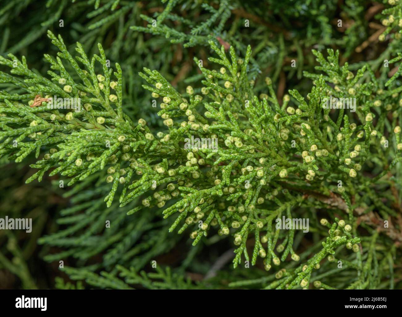 Savin, Juniperus sabina, avec des fleurs mâles en développement. Banque D'Images