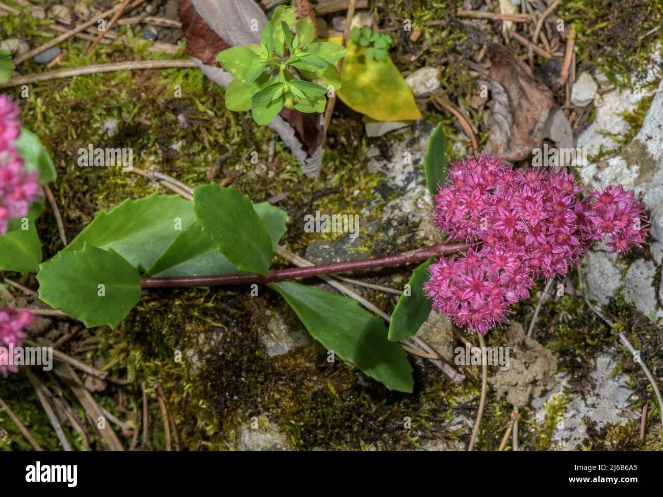 Orpine, Sedum telephium, en fleur sur une pente rocheuse, Alpes suisses. Banque D'Images