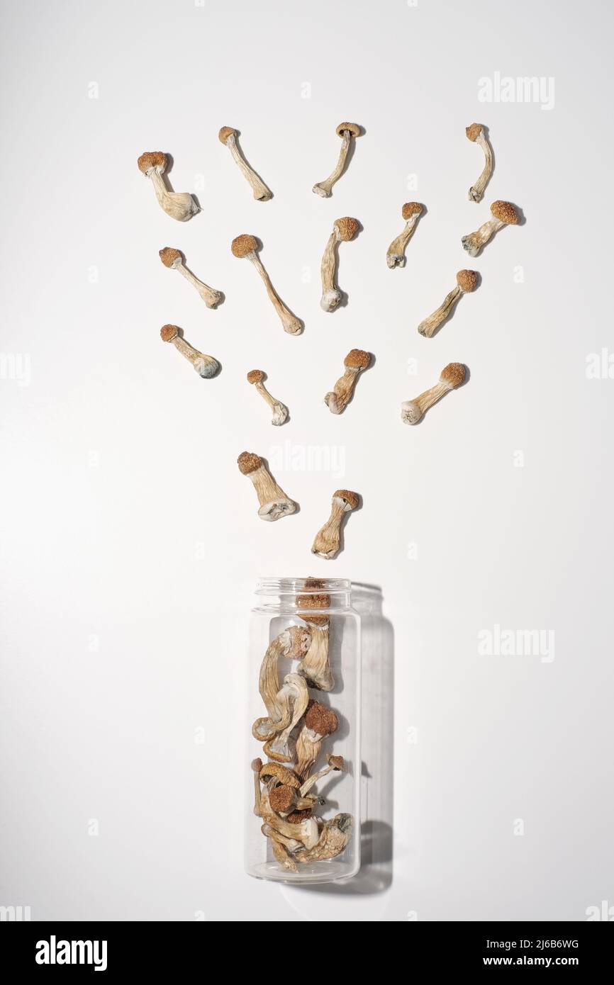 Psilocybe Cubensis champignons sur fond blanc. Banque D'Images