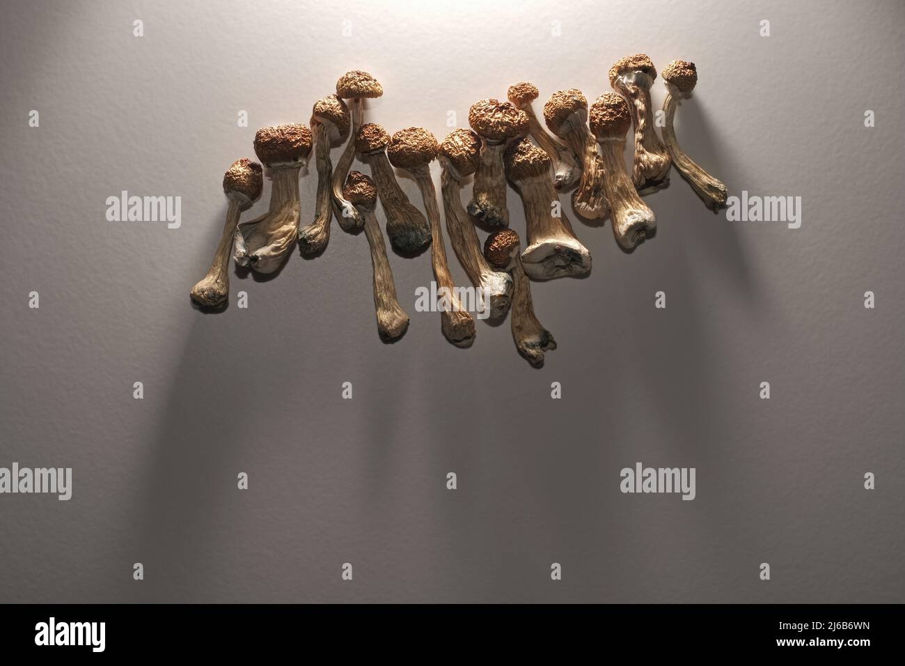 Plan journal de microdosage. Psilocybine séchée enseignant d'or, motif sur fond blanc. Psilocybe Cubensis, vue de dessus, fl Banque D'Images