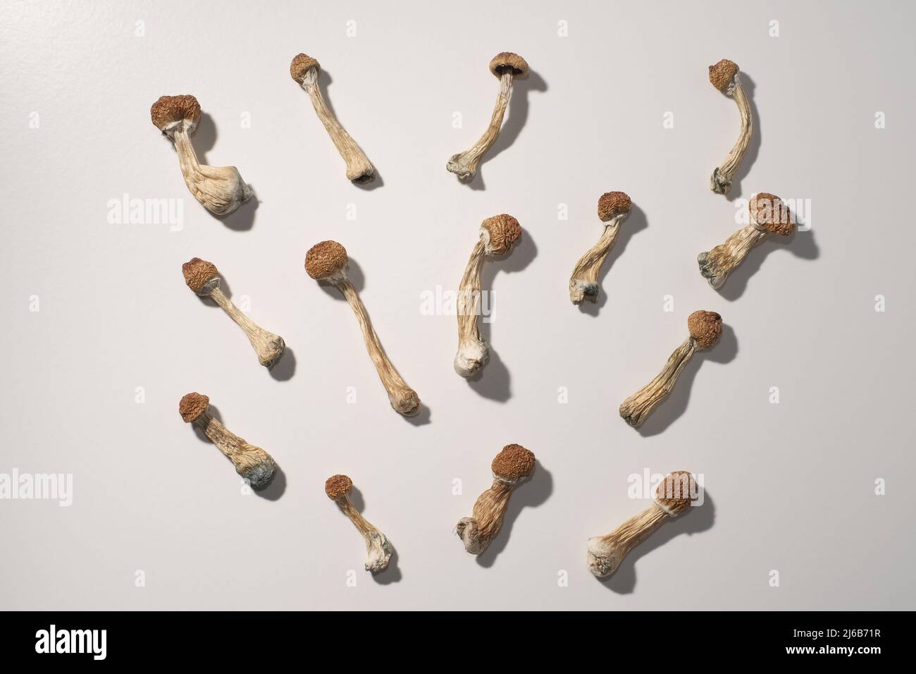 Plan journal de microdosage. Psilocybine séchée enseignant d'or, motif sur fond blanc. Psilocybe Cubensis, vue de dessus, fl Banque D'Images