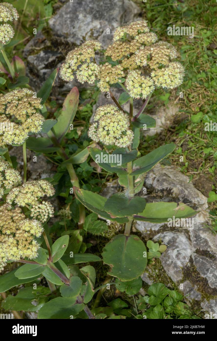 Sedum telephium ssp. Maximum, en fleur dans les Alpes suisses. Banque D'Images
