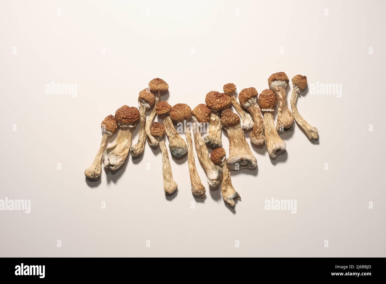 Plan journal de microdosage. Psilocybine séchée enseignant d'or, motif sur fond blanc. Psilocybe Cubensis, vue de dessus, fl Banque D'Images