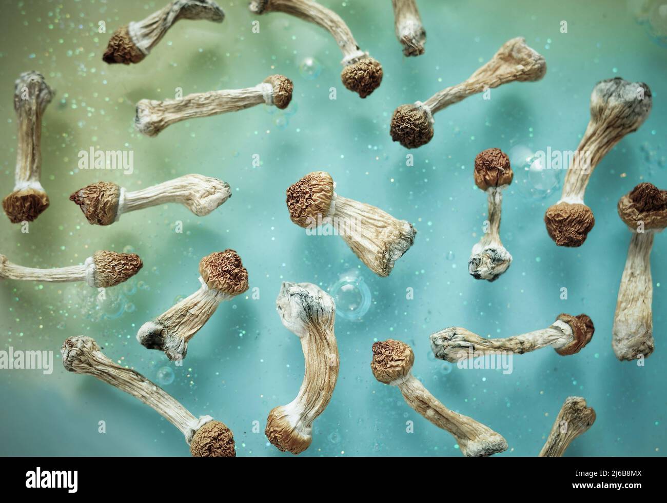 Motif de champignons psilocybine sur fond bleu. Voyage magique psychédélique, conscience cosmique. Psilocybe Cubensis, professeur d'or en rangée, isol Banque D'Images