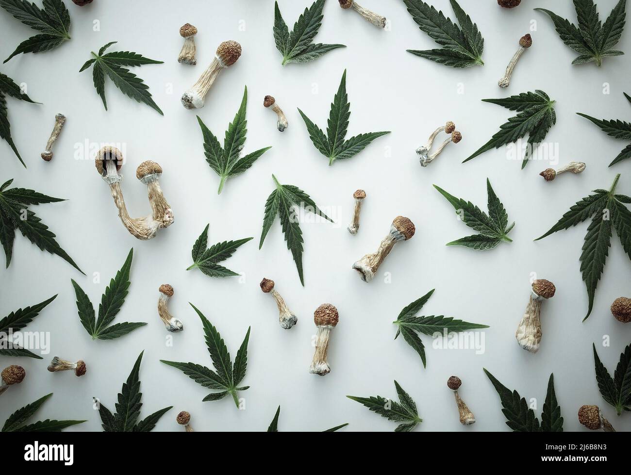 Concept de microdosage. Patron de champignons psilocybine et de feuilles de marijuana isolées sur fond blanc. Modèle psychédélique, concept de voyage magique. Banque D'Images