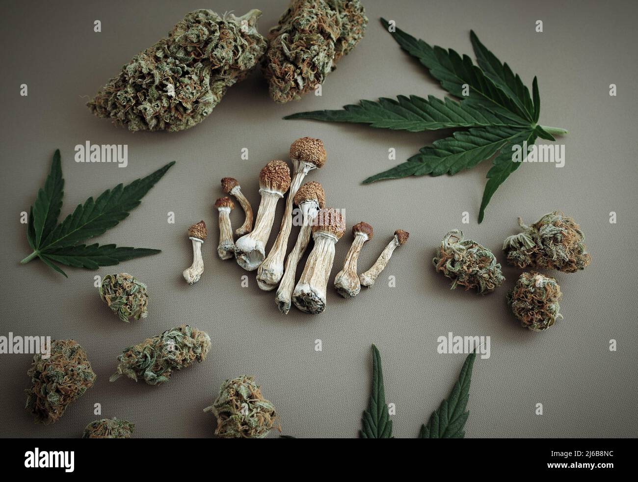 Voyage psychédélique, loisirs dans le quartier des affaires. Concept de micro-dosage. Champignons psilocybe séchés et bourgeons de cannabis sur fond ivoire. Banque D'Images