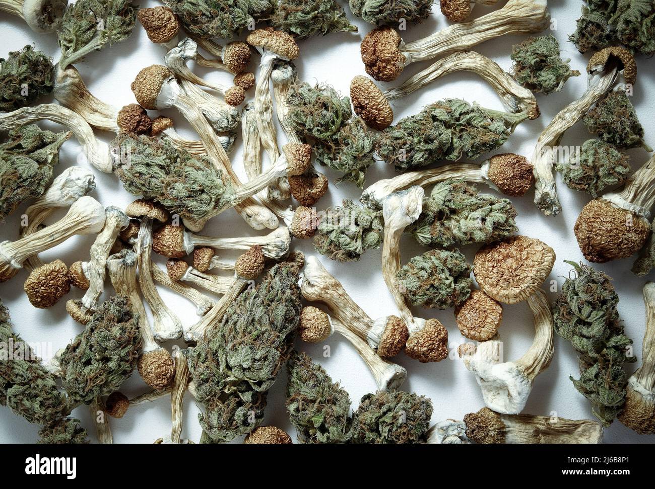 Fond psychotrope.Motif de champignons psilocybine séchés et de bourgeons de cannabis sur fond blanc.Voyage psychédélique, loisirs dans le quartier des affaires.Micro-dosage c Banque D'Images