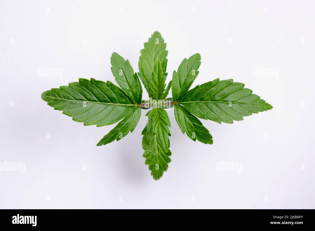 Semis de cannabis isolé sur fond blanc. Aménagement de feuilles de marijuana fraîches et vertes, vue du dessus. Notion de culture du chanvre, vue macro. Banque D'Images