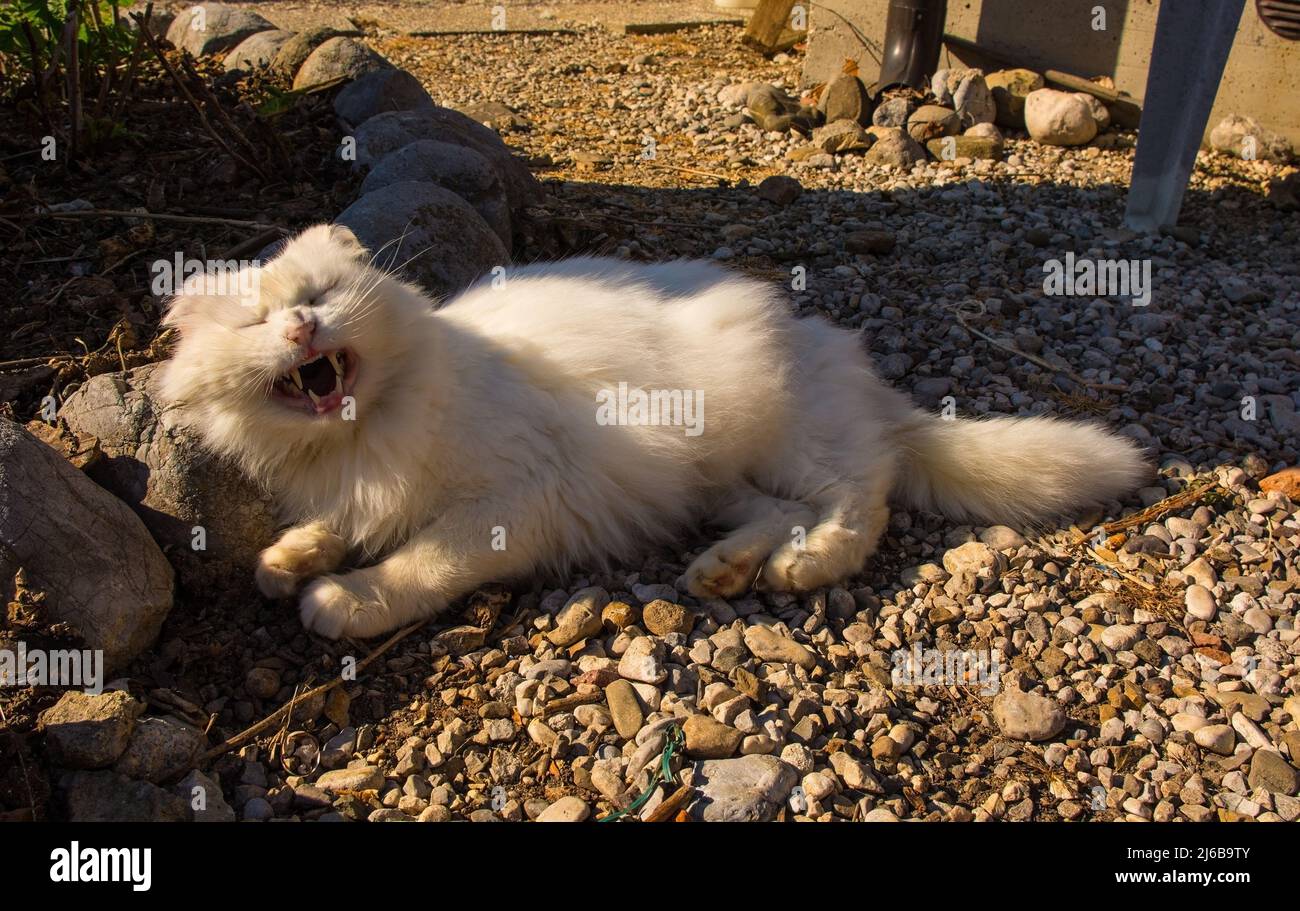 Un chat mâle blanc de 13 ans semble sourire ou rire alors qu'il est attrapé à mi-chemin dans un jardin italien Banque D'Images