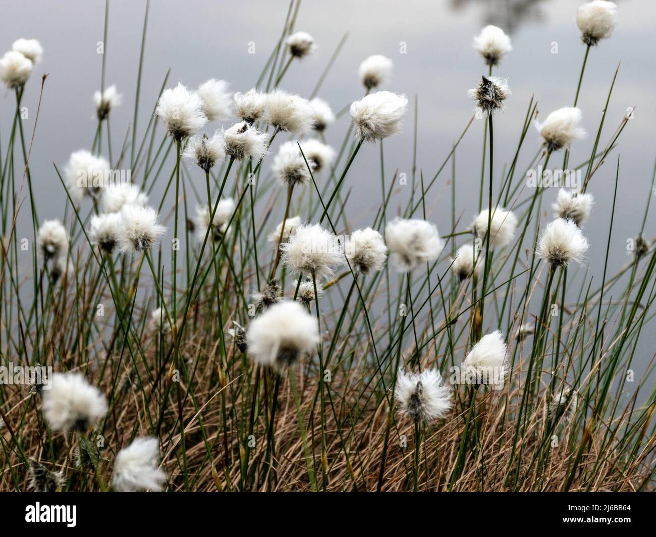 Magnifique paysage marécageux avec une cotongrass à queue de lièvre en premier plan, végétation de tourbières, espèces caractéristiques dans les communautés végétales en mousse b Banque D'Images