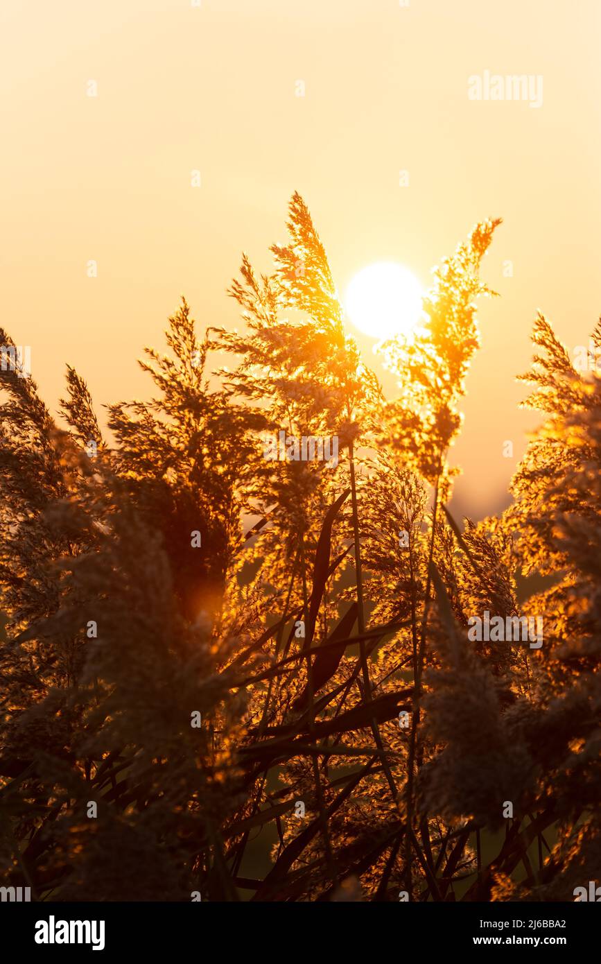 Lumière du soleil dorée provenant du soleil couchant à travers les roseaux communs des phragmites dans les terres humides de l'estuaire de la Gironde, Charente-Maritime, France Banque D'Images