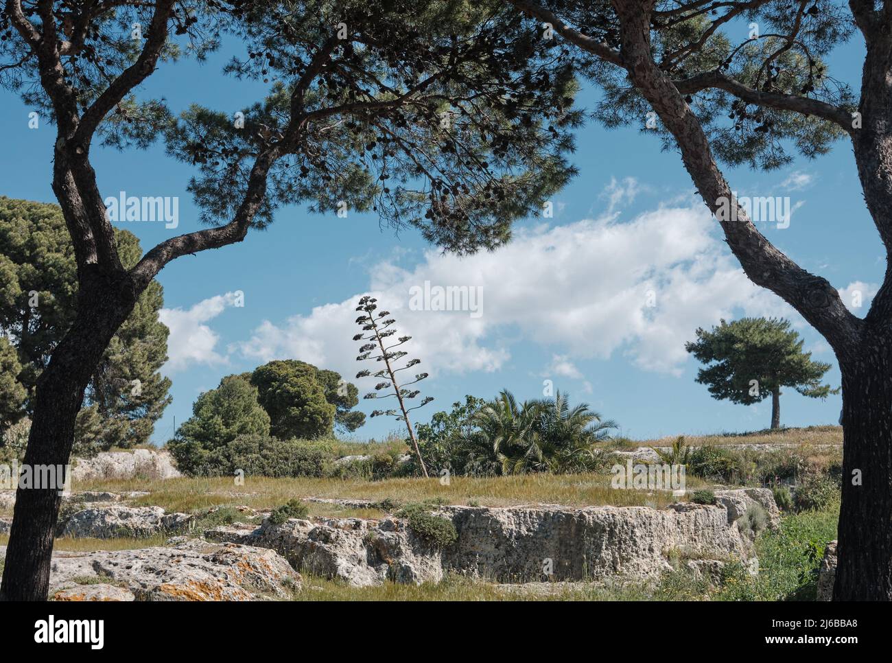 Végétation dans les rues et les rues de Cagliari avec arbres et plantes méditerranéennes - Sardaigne. Banque D'Images Végétation dans les rues et les rues de Cagliari avec arbres et plantes méditerranéennes - Sardaigne. Banque D'Images
