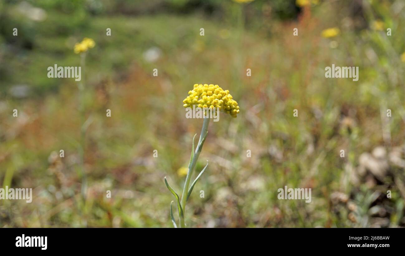 Fleurs de Pseudognaphalium affine utilisées pour faire la pâte de farine de riz pour le Festival de Qingming. Également connu sous le nom de Gnaphalium Faffin, Helicrysum affine, Gnph Banque D'Images