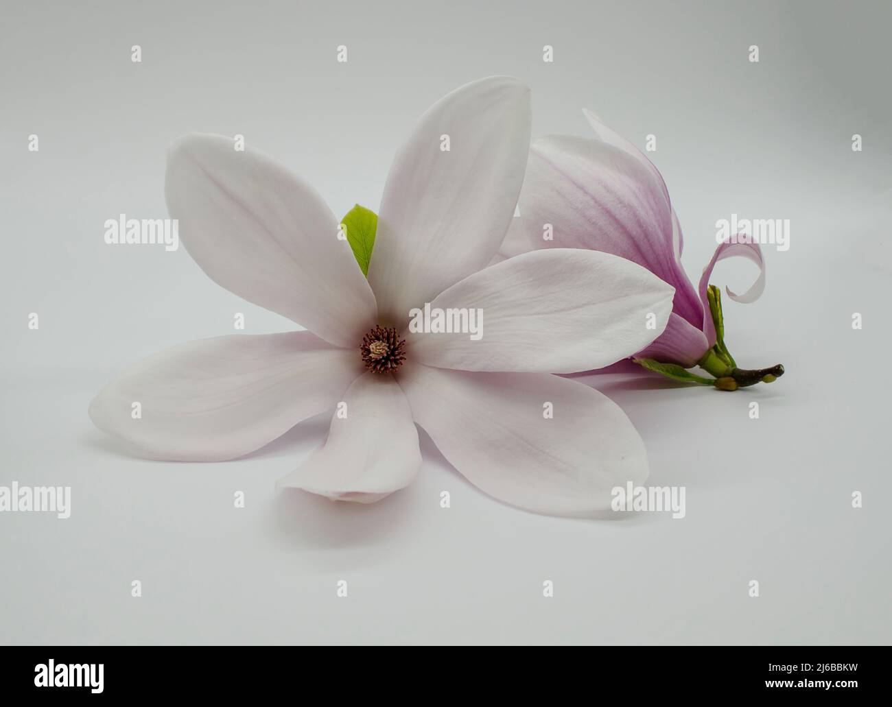 TopView isolé sur blanc soufflé belle fleur de magnolia Banque D'Images