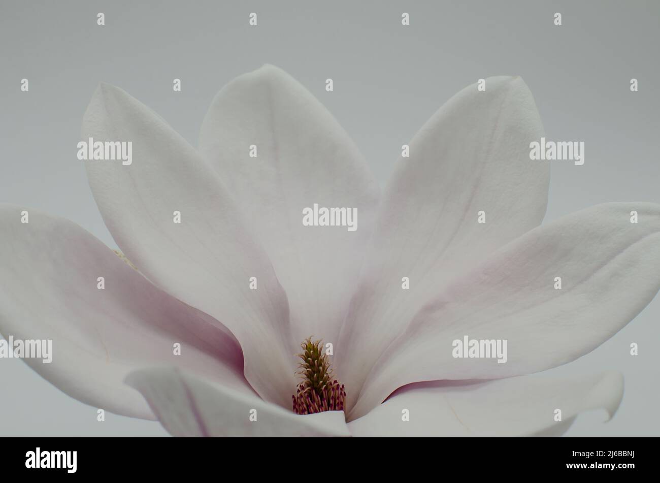 TopView isolé sur blanc soufflé belle fleur de magnolia Banque D'Images