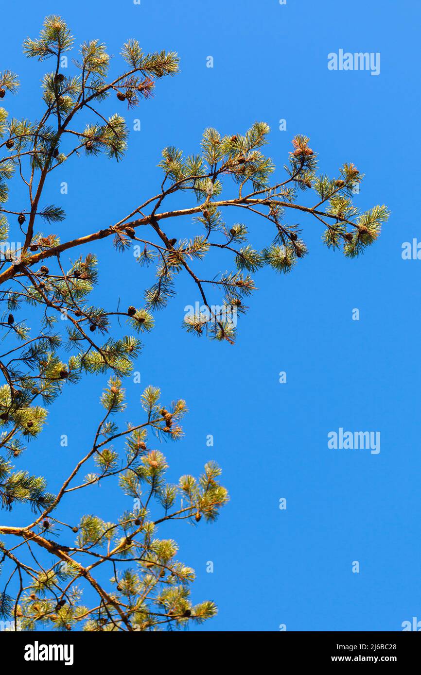 Les branches de pin avec des cônes sont sous fond bleu ciel sur une photo verticale naturelle de jour ensoleillé Banque D'Images