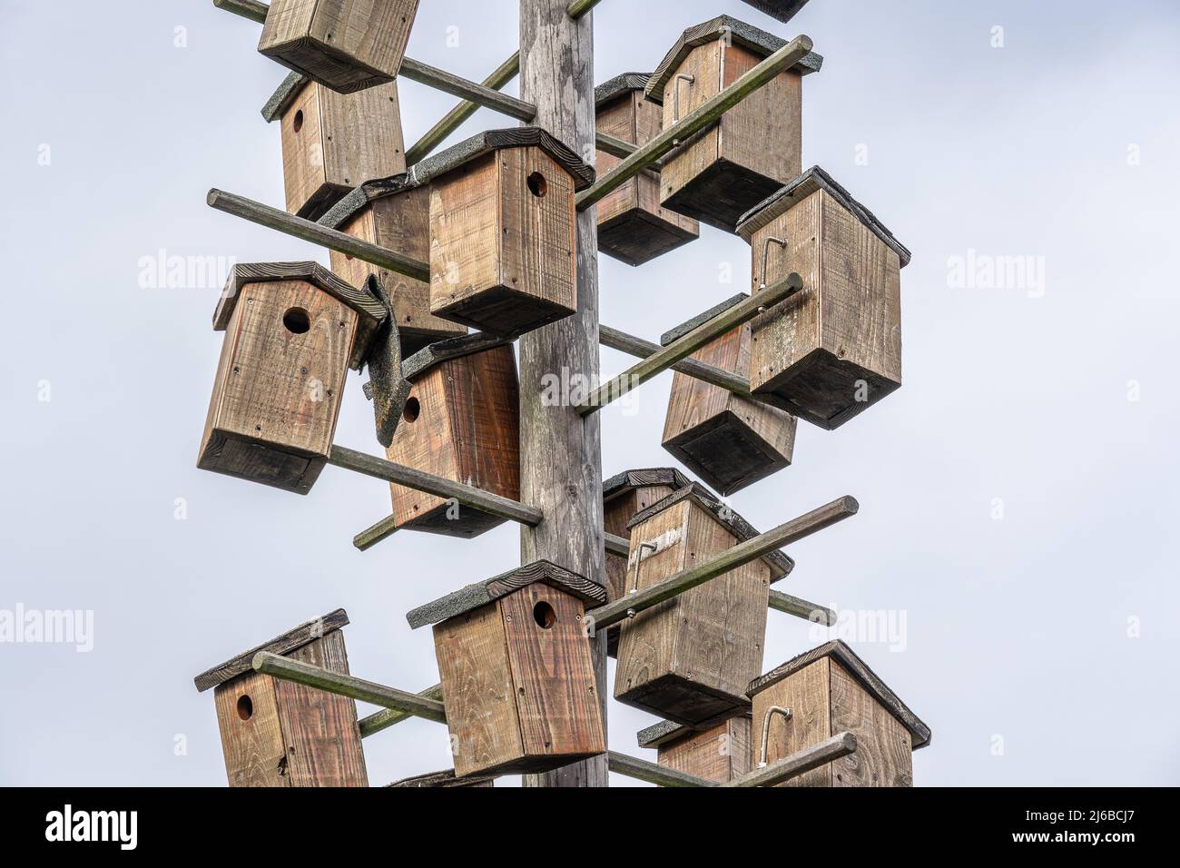 De nombreuses maisons d'oiseaux en bois sont montées sur un poteau en bois. Ici, les oiseaux peuvent faire un nid et se reproduire. Le symbole représente également l'espace de vie étroit dans le c Banque D'Images