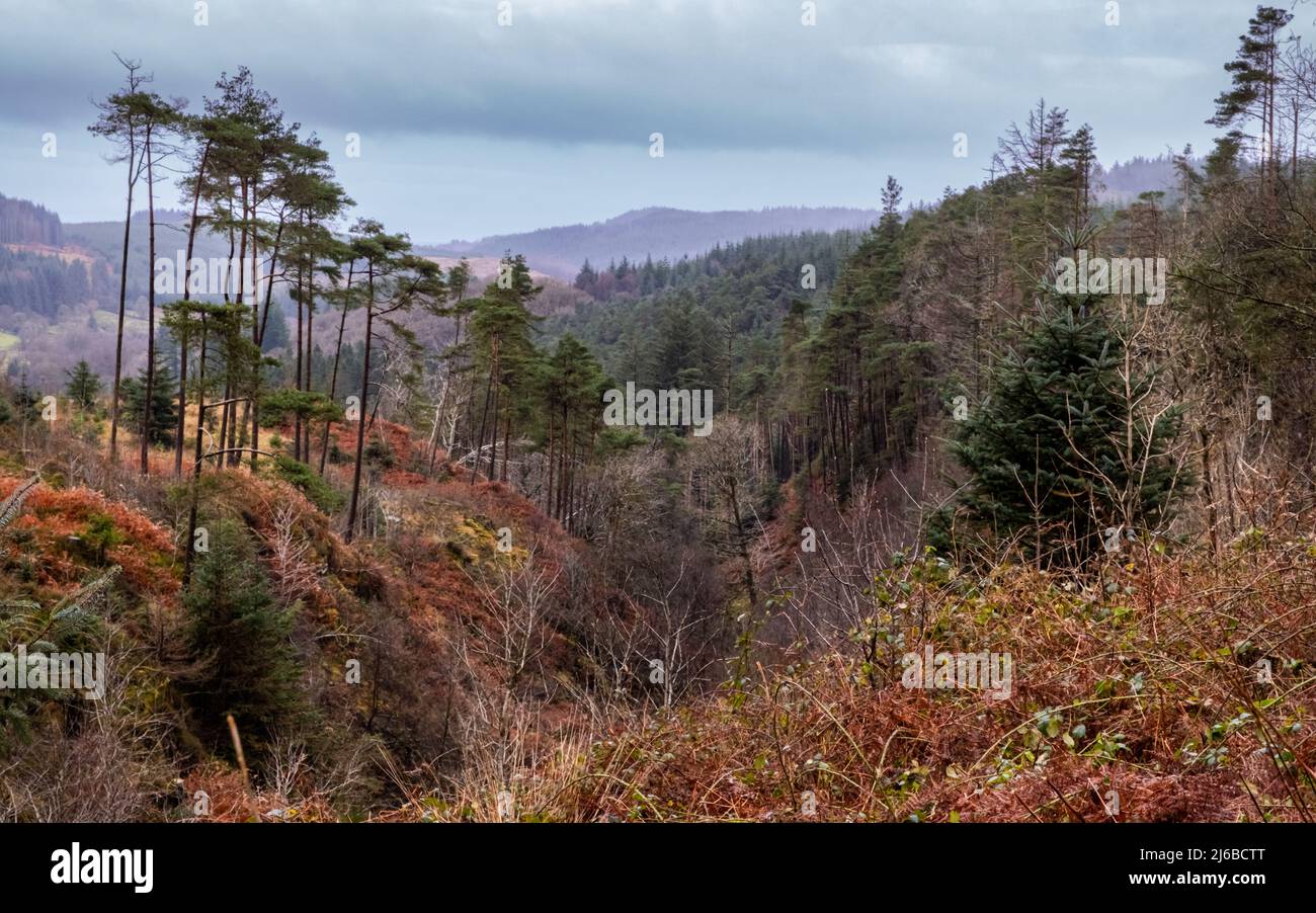 Point de vue du Glen of the Bar en automne, à côté de la route Queen's Way A712 dans le parc forestier de Galloway, en Écosse Banque D'Images