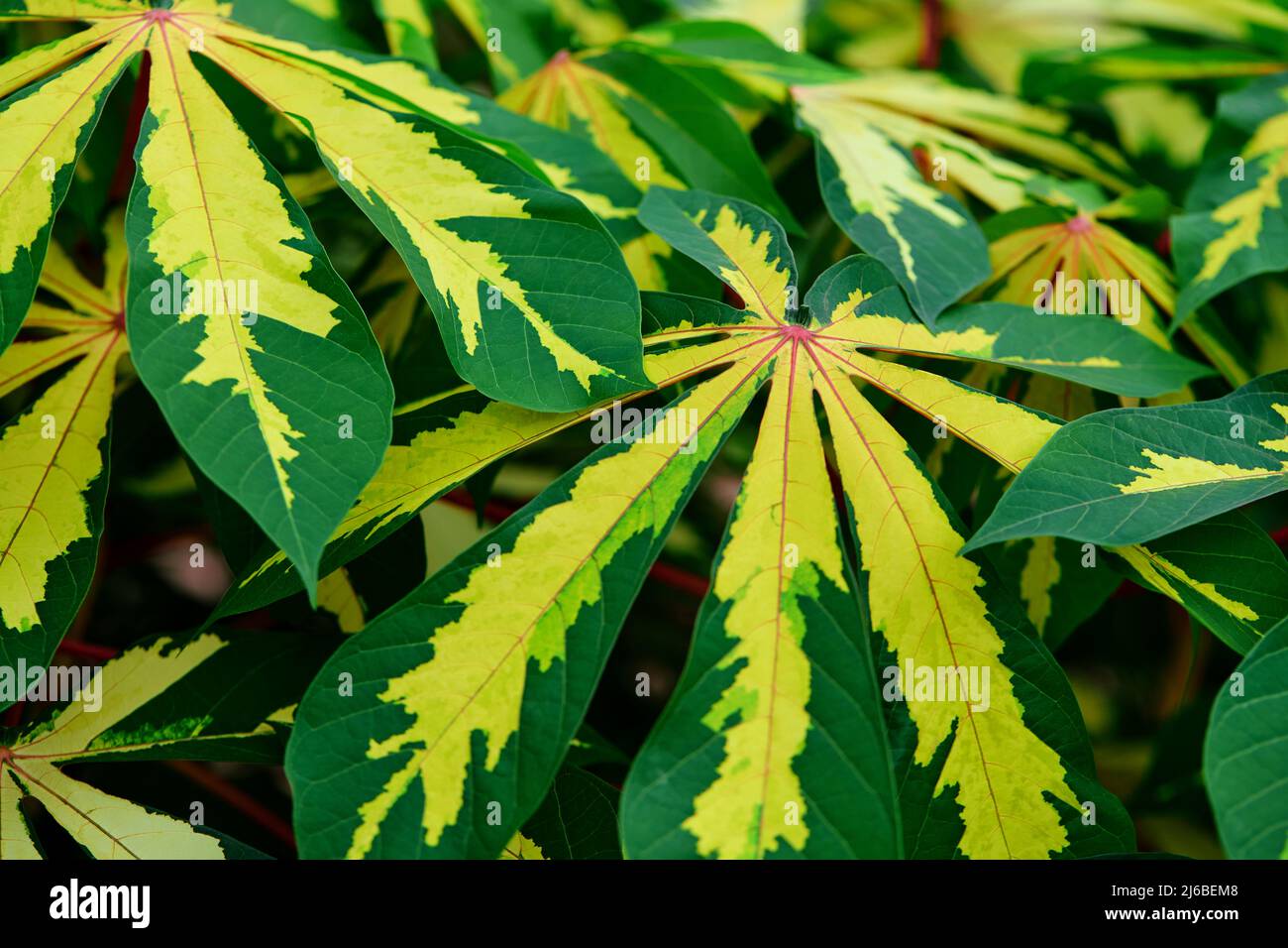 Une belle des feuilles variégées Banque D'Images