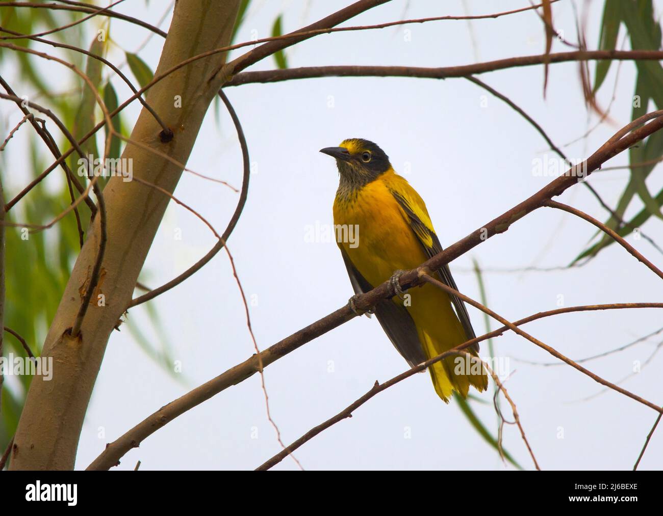 Un Oriole à capuchon noir perché Banque D'Images