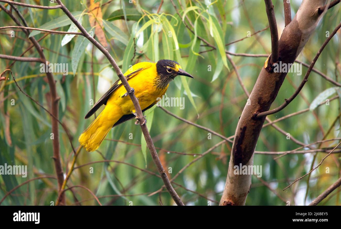 Oriole à capuchon noir (Oriolus Xanthornus) Banque D'Images