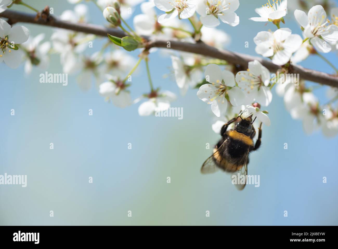 Bourdon nourrissant le nectar et pollinisant les fleurs de prune de cerisier ou de prune de Myrobalan. Arbre fruitier en fleurs au printemps. Banque D'Images