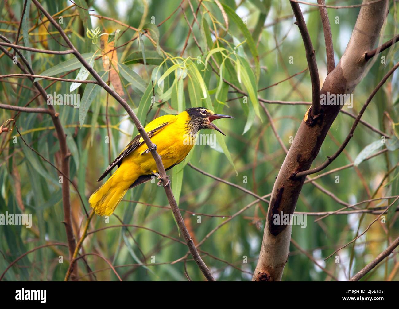 Oriole à capuchon noir (Oriolus Xanthornus) Banque D'Images