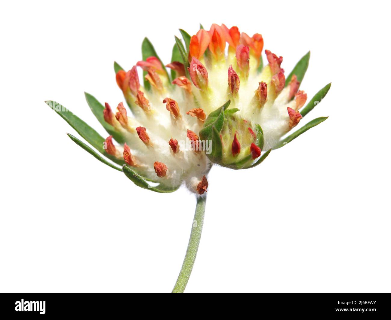 Tête de fleur de rein vesce isolée sur blanc. Anthyllis vulneraria var. Coccinea Banque D'Images