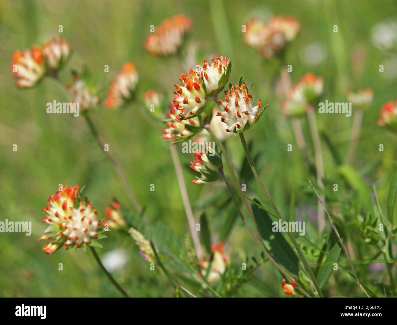 Fleur rouge de la vesce de rein. Anthyllis vulneraria var. Coccinea Banque D'Images