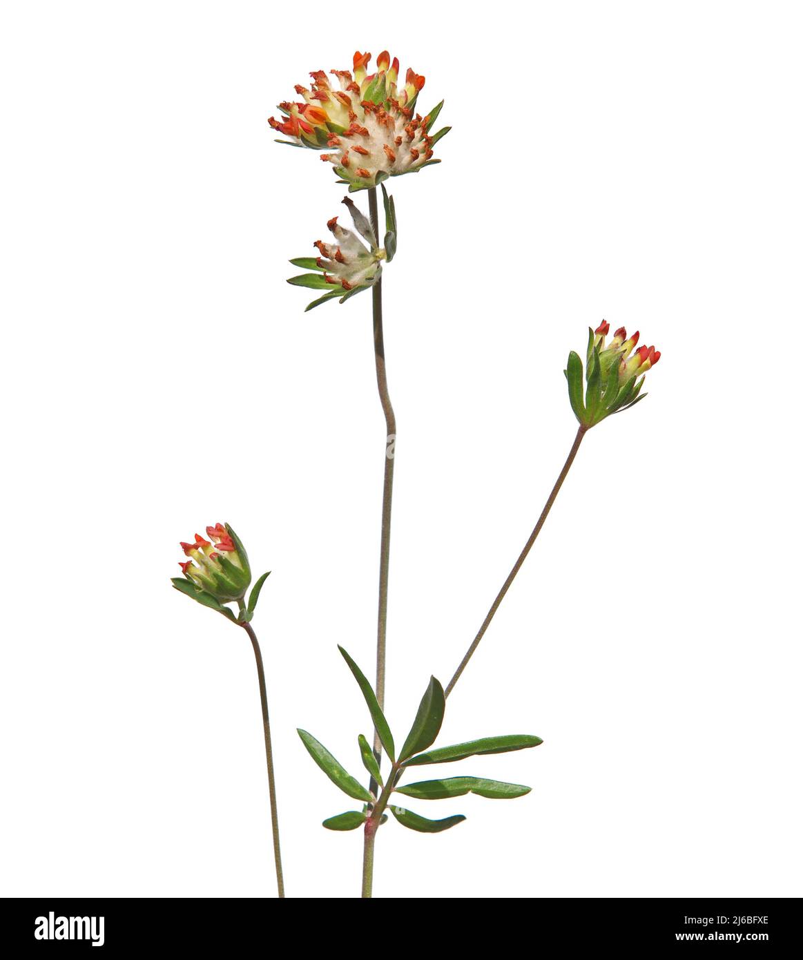 Tête de fleur de rein vesce isolée sur blanc. Anthyllis vulneraria var. Coccinea Banque D'Images