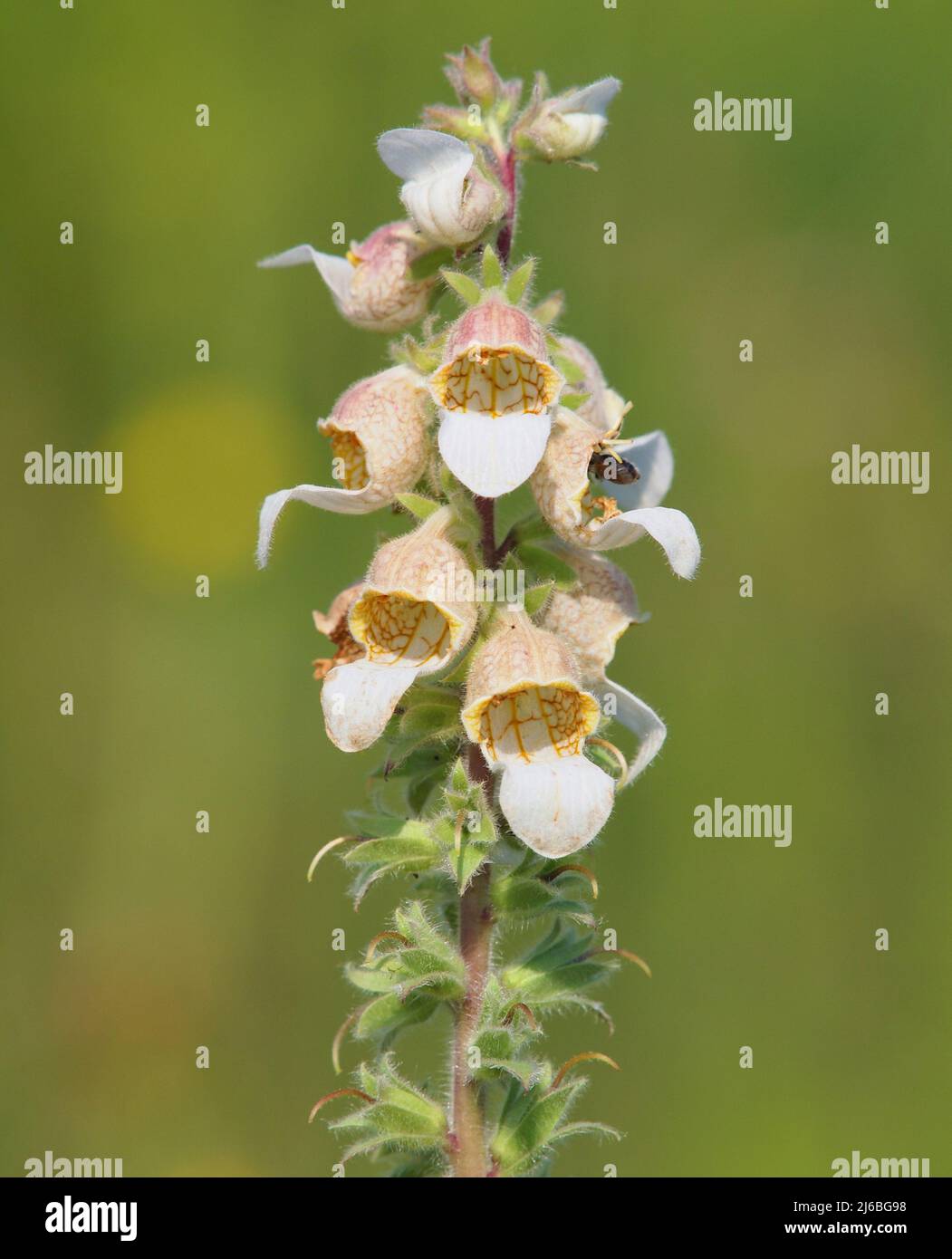 Plante florissante de Woolly foxglove ou Grecian foxglove. Digitalis lanata Banque D'Images